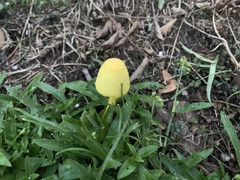 Leucocoprinus birnbaumii image