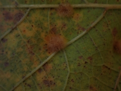 Neuroterus floccosus