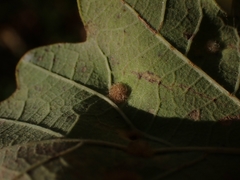 Neuroterus floccosus