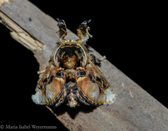 Paleophobetron perornata