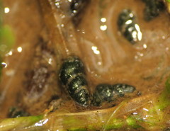 Fontigens nickliniana