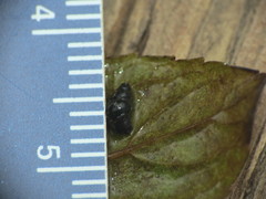 Fontigens nickliniana