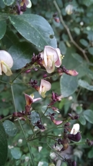 Aeschynomene paucifoliolata