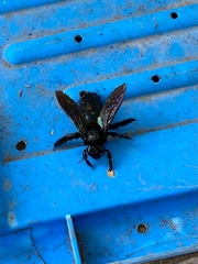 Xylocopa iridipennis