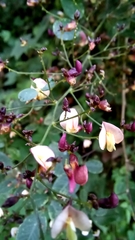 Aeschynomene paucifoliolata