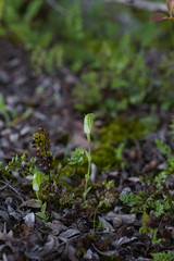 Pterostylis actites