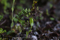 Pterostylis actites