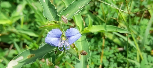 Image of Commelina forskaolii by (c) P Jeganathan, some rights reserved (CC BY)
