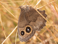 Cercyonis pegala ariane