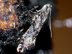 Tinea fagicola
