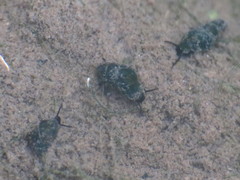 Fontigens nickliniana