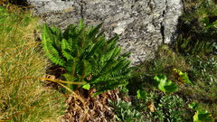 Polystichum cystostegium