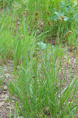 Carex hoodii