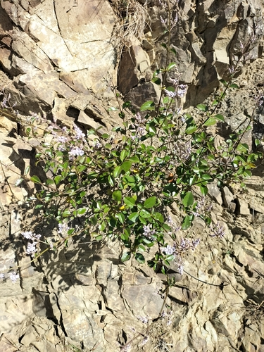 Image of Veronica hulkeana by (c) Colin Meurk, some rights reserved (CC BY-SA)