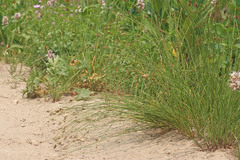 Carex hoodii