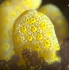 Botrylloides perspicuus
