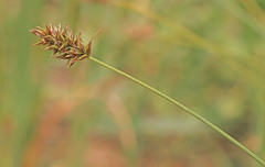 Carex hoodii