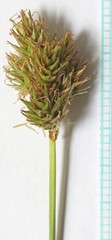 Carex hoodii