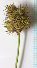 Carex hoodii