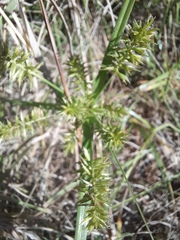 Cyperus retroflexus
