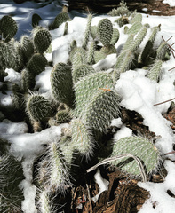 Opuntia polyacantha erinacea