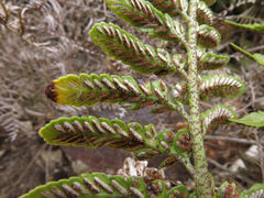 Asplenium lyallii