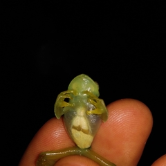 Vitreorana uranoscopa