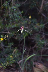 Caladenia viridescens