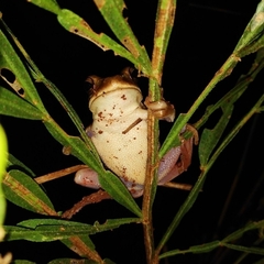 Boana pulchella