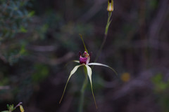 Caladenia viridescens