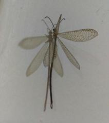 Brachynemurus versutus