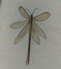 Brachynemurus versutus