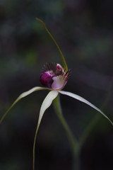 Caladenia viridescens