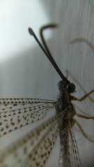 Brachynemurus versutus