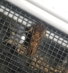 Acrolophus arcanella