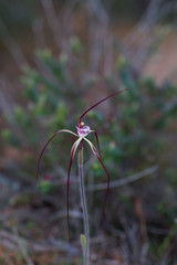 Caladenia chapmanii