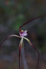 Caladenia chapmanii