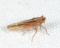 Stenocranus dorsalis