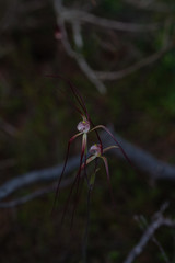 Caladenia chapmanii