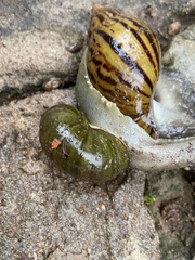 Cochlitoma granulata