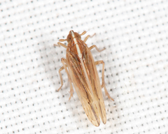 Stenocranus dorsalis