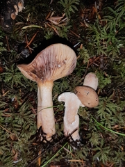 Lactarius pallescens