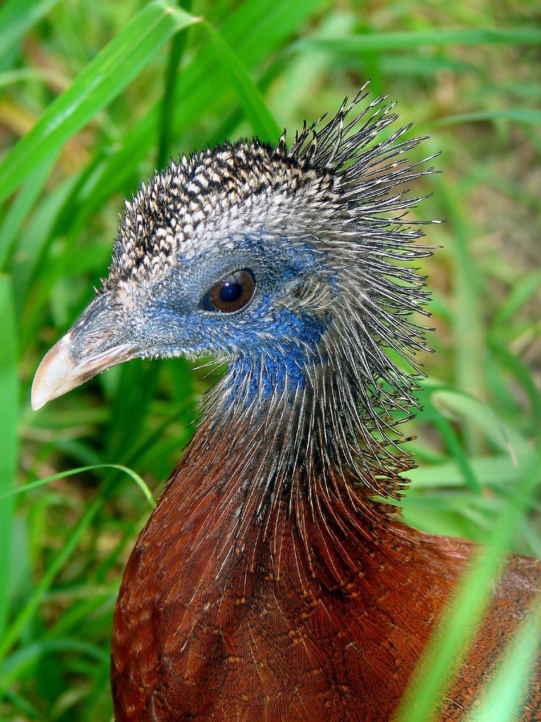 Argusianus