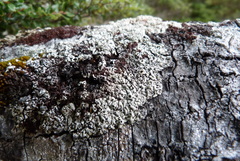 Menegazzia