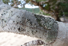 Menegazzia