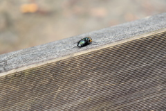 Amenia chrysame