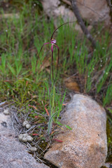 Caladenia chapmanii