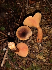 Hygrophoropsis rufa