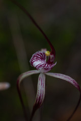 Caladenia chapmanii