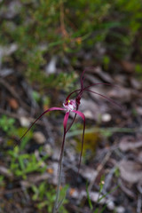 Caladenia chapmanii